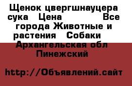 Щенок цвергшнауцера сука › Цена ­ 25 000 - Все города Животные и растения » Собаки   . Архангельская обл.,Пинежский 